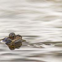 Common Frog 3 